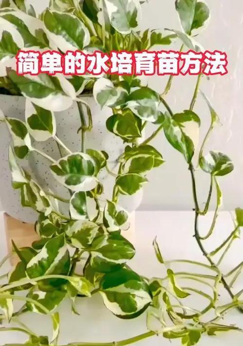 如何在8天内水培出大白根？天竺葵扦插的正确方法是什么？