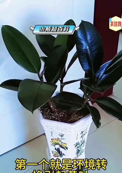 家庭盆栽橡皮树如何保叶绿光？如何使其枝繁叶茂？