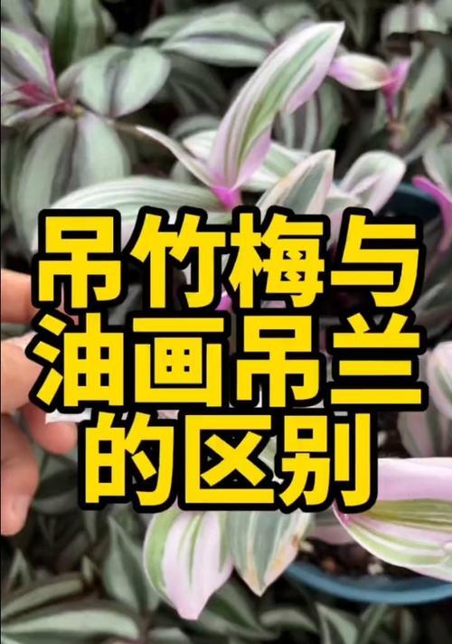 吊竹梅吊兰盆栽的养护方法是什么？有哪些注意事项？
