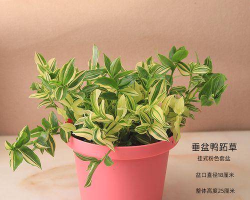 吊竹梅吊兰盆栽的养护方法是什么？有哪些注意事项？