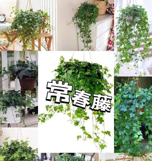常春藤的全解析是什么？如何养护常春藤？