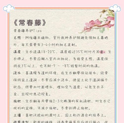 常春藤的全解析是什么？如何养护常春藤？