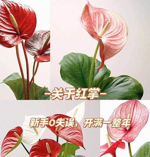 红掌的魅力是什么？如何养护红掌？红掌的寓意是什么？