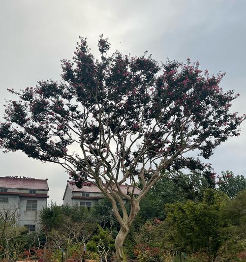 矮紫薇的花期有多久？如何保持其持续盛开？