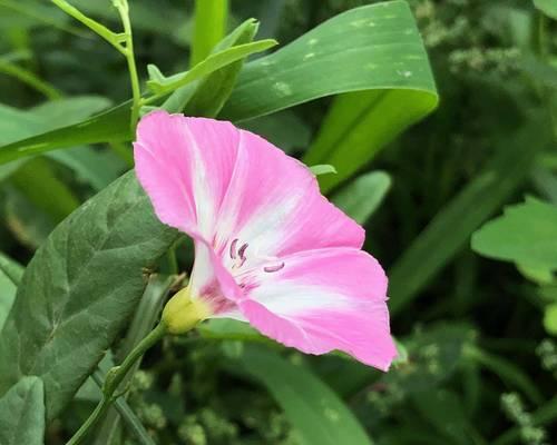 粉色牵牛花的养护指南是什么？