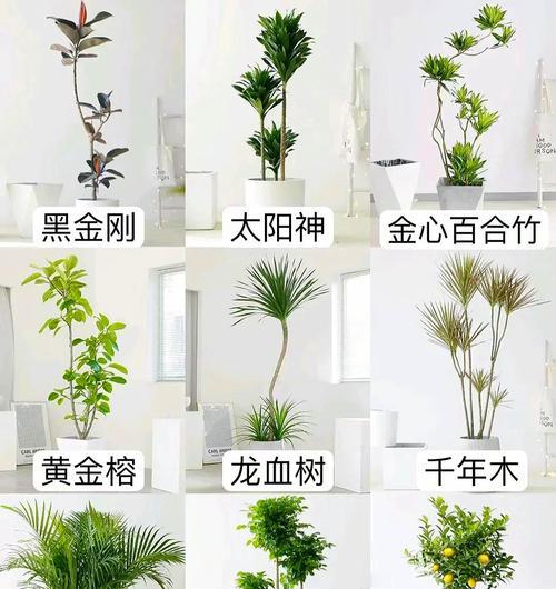 哪一种大型绿植既高端又霸气？如何养护？