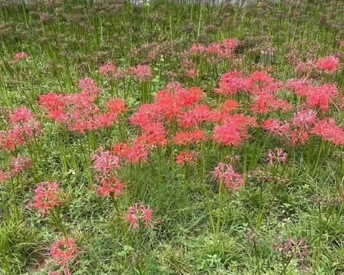 彼岸花的花语是什么？种植彼岸花的吉凶如何？