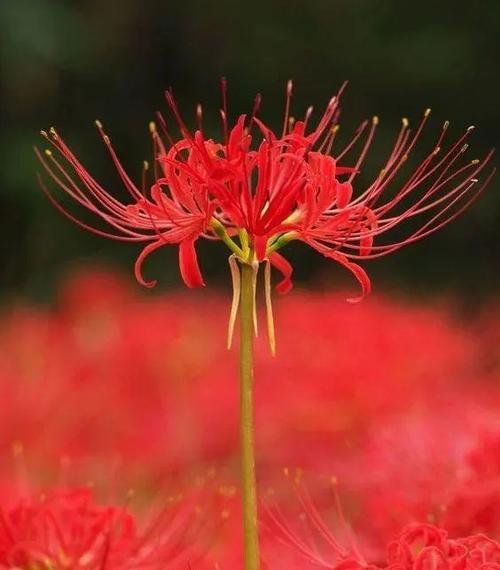 彼岸花的花语是什么？种植彼岸花的吉凶如何？