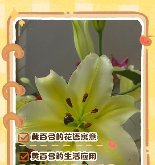 百合花语是什么？那些温柔而深刻的话如何表达？