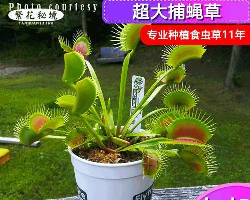 食虫植物有哪些奇妙之处？捕蝇草与猪笼草如何对比解析？