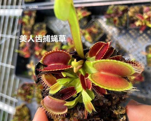 食虫植物有哪些奇妙之处？捕蝇草与猪笼草如何对比解析？