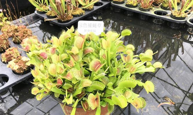 食虫植物有哪些奇妙之处？捕蝇草与猪笼草如何对比解析？