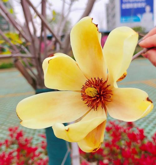 含笑花一年开几次花？它的特点是什么？
