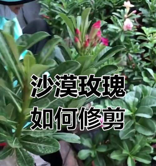 沙漠玫瑰几月份修剪最好？修剪后多久会恢复生长？