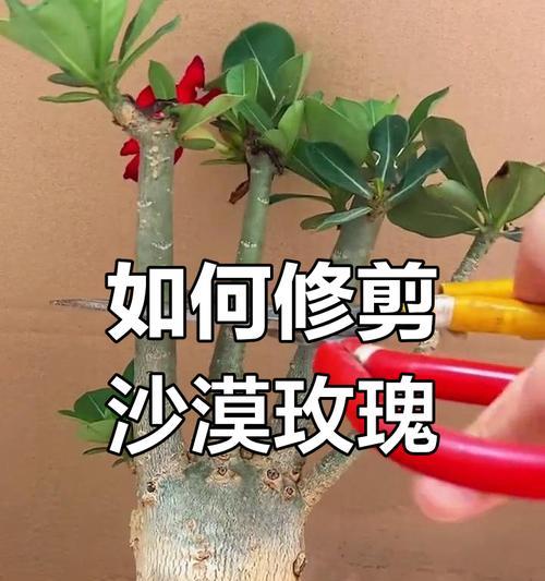 沙漠玫瑰几月份修剪最好？修剪后多久会恢复生长？
