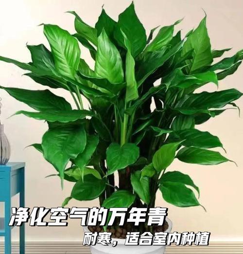万年青种植与养护全方位指南是什么？