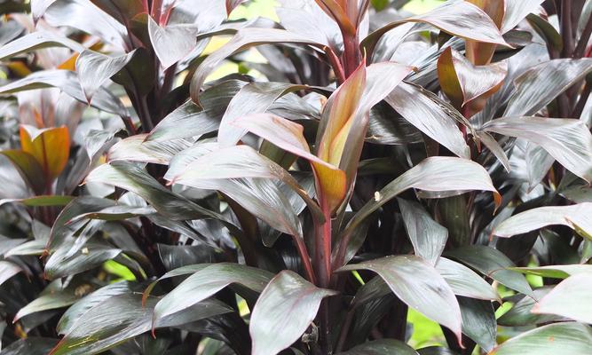 万年青种植与养护全方位指南是什么？