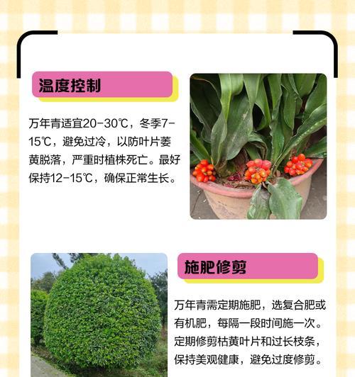 万年青种植与养护全方位指南是什么？