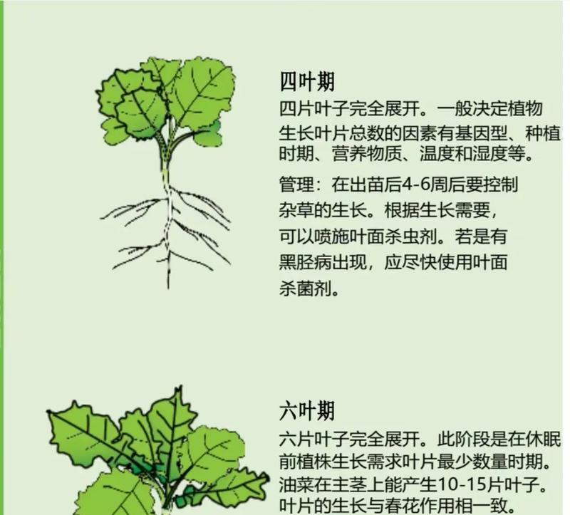 植物科普知识有哪些值得关注的点？