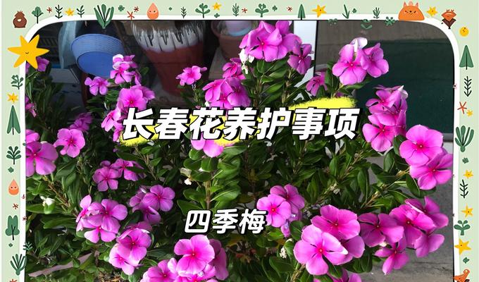 长春花的家庭养护全指南，从土壤到繁殖的诀窍是什么？