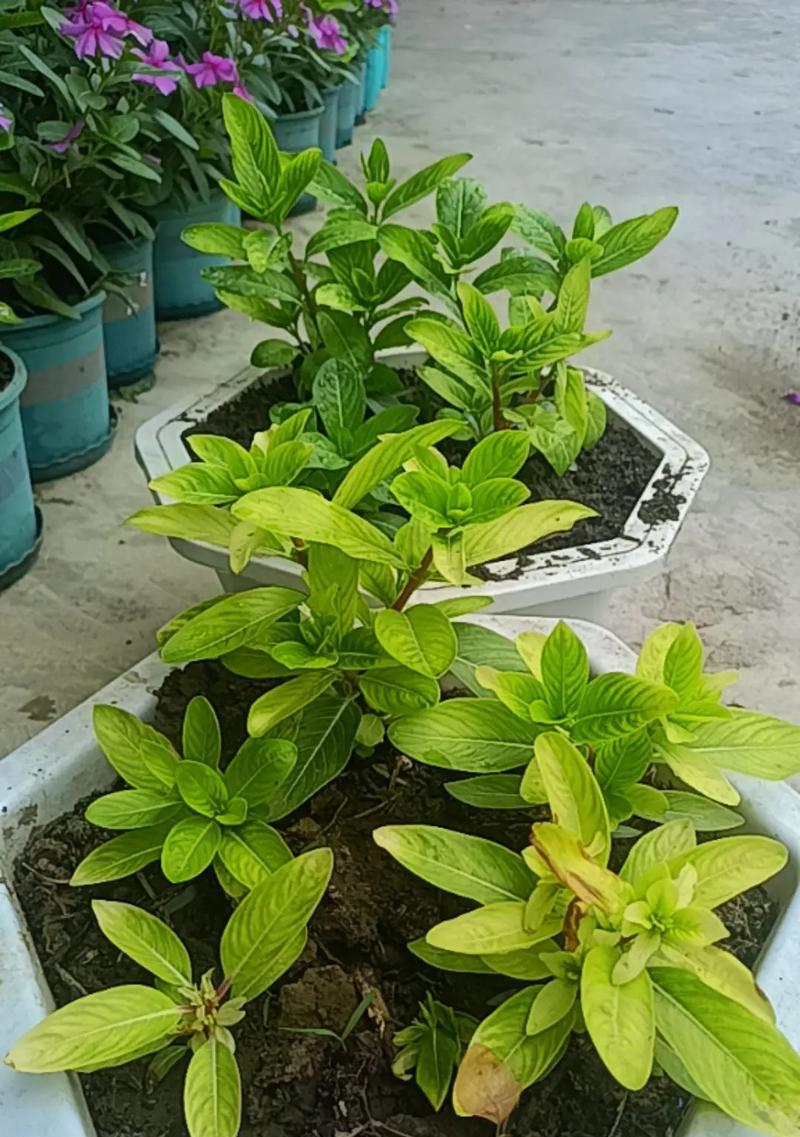 长春花的家庭养护全指南，从土壤到繁殖的诀窍是什么？