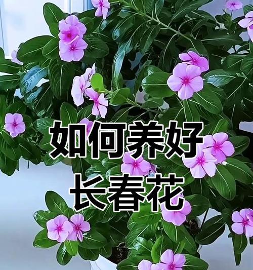 长春花的家庭养护全指南，从土壤到繁殖的诀窍是什么？