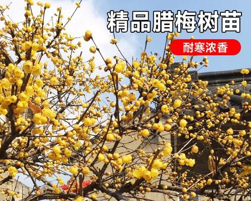 什么品种的腊梅花香吗？