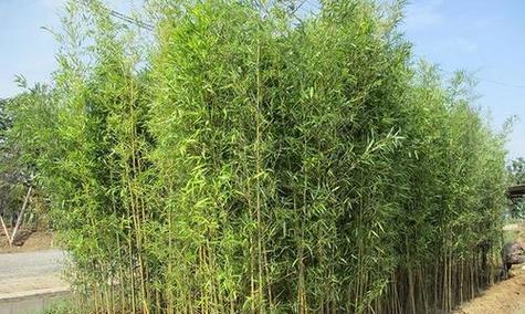 常用的竹子种植绿化是什么？