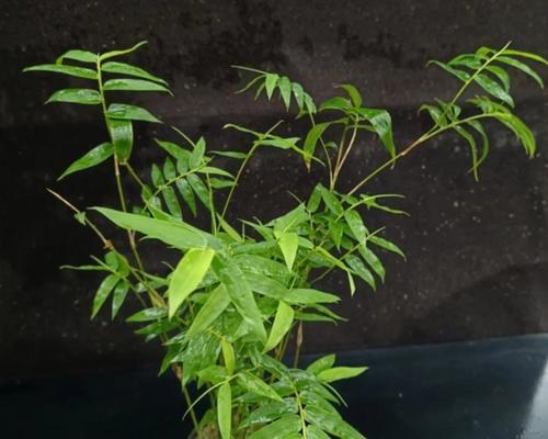 常用的竹子种植绿化是什么？