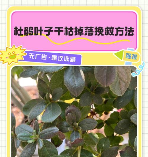 杜鹃花黄叶问题原因及解决方法是什么？