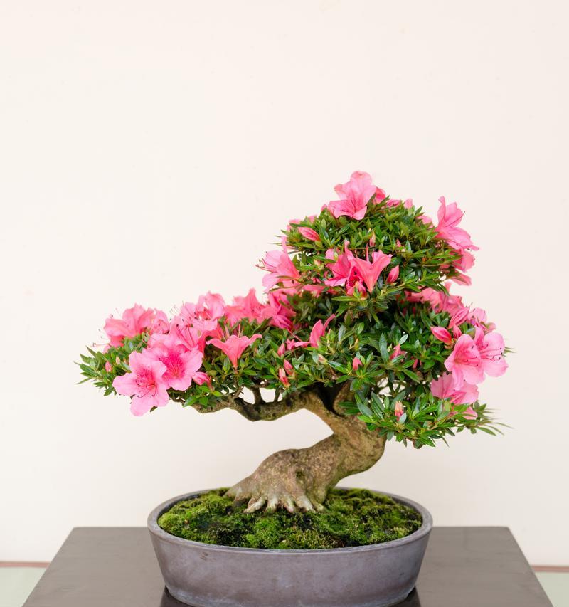 杜鹃花黄叶问题原因及解决方法是什么？