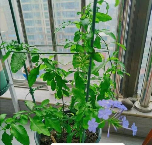 清明前后，抓紧扦插“9种花”，生根快，成活之后就开花？