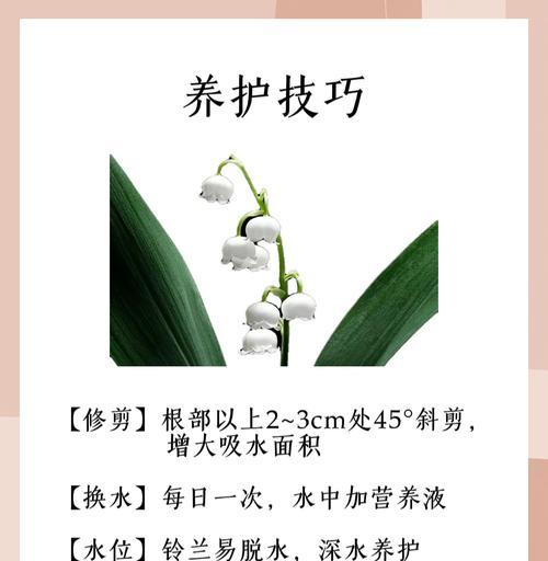 铃兰花养护正确方法是什么？