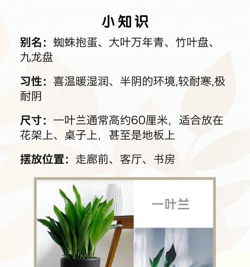 一叶兰不发新芽怎么回事？