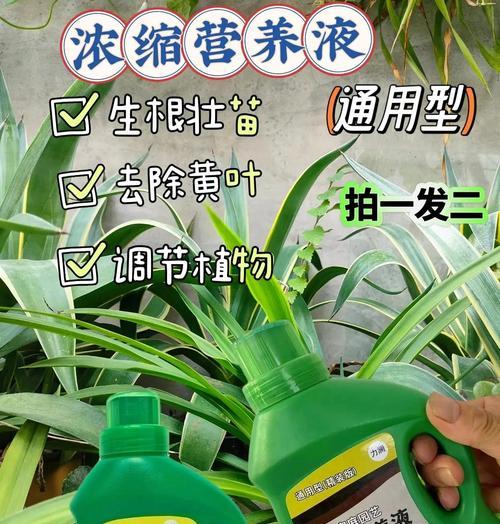 懒人福音!这4种水培花，养家里轻松又高级？