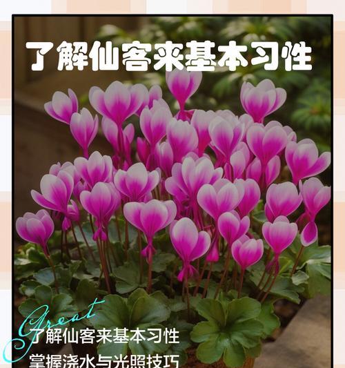 仙客来花期是什么时候？如何正确养护？