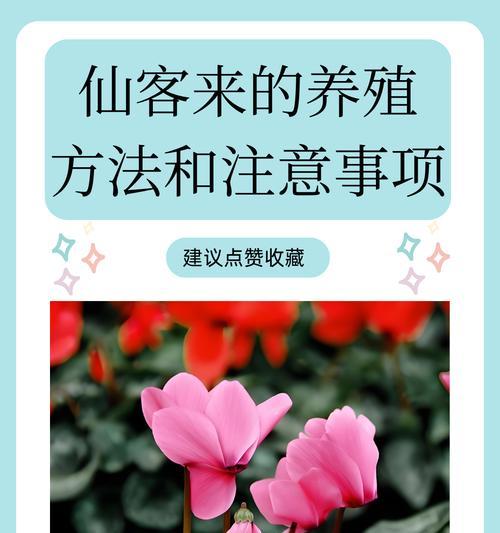 仙客来花期是什么时候？如何正确养护？