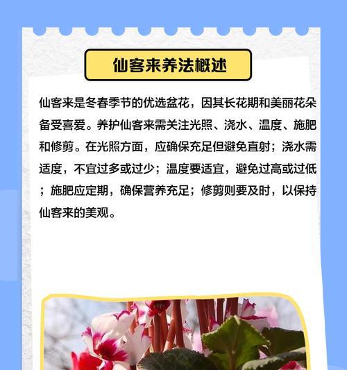 仙客来花期是什么时候？如何正确养护？