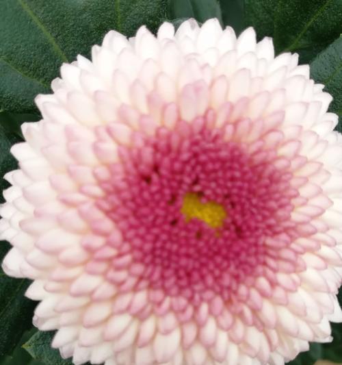 雏菊和杭菊是同一品种吗？它们的区别在哪里？