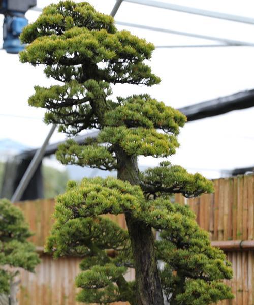 日本五针松何时开花？它的特点有哪些？