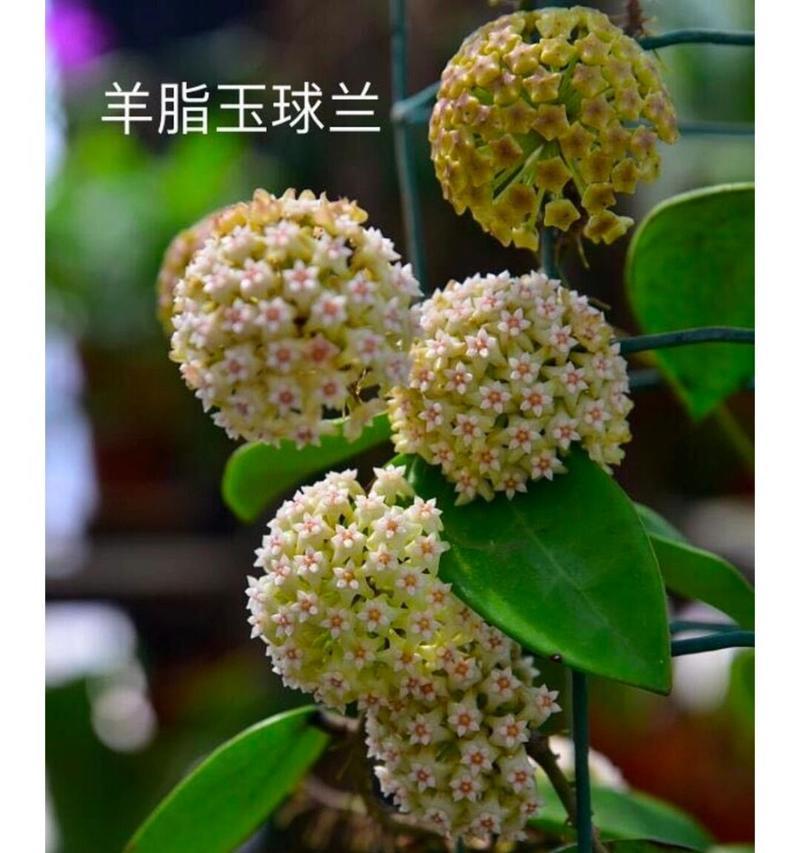 球兰养护需要注意什么？如何让球兰更好地开花？