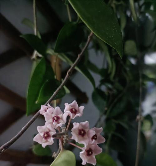 球兰养护需要注意什么？如何让球兰更好地开花？