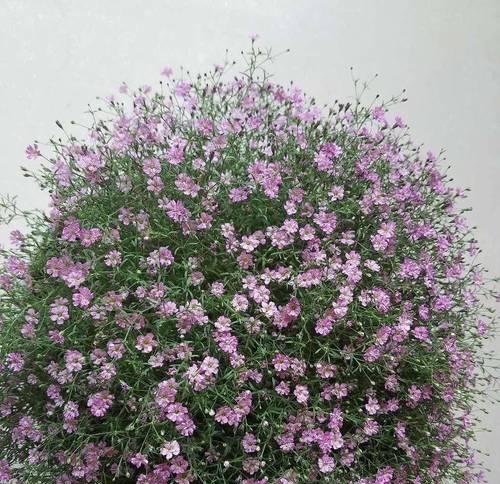 花球如何开花？开花前需要做哪些准备？