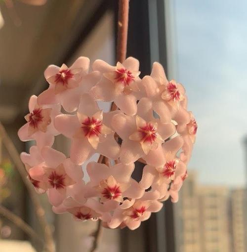 花球如何开花？开花前需要做哪些准备？