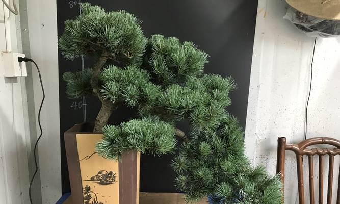 五针松盆景如何养护？有哪些注意事项？