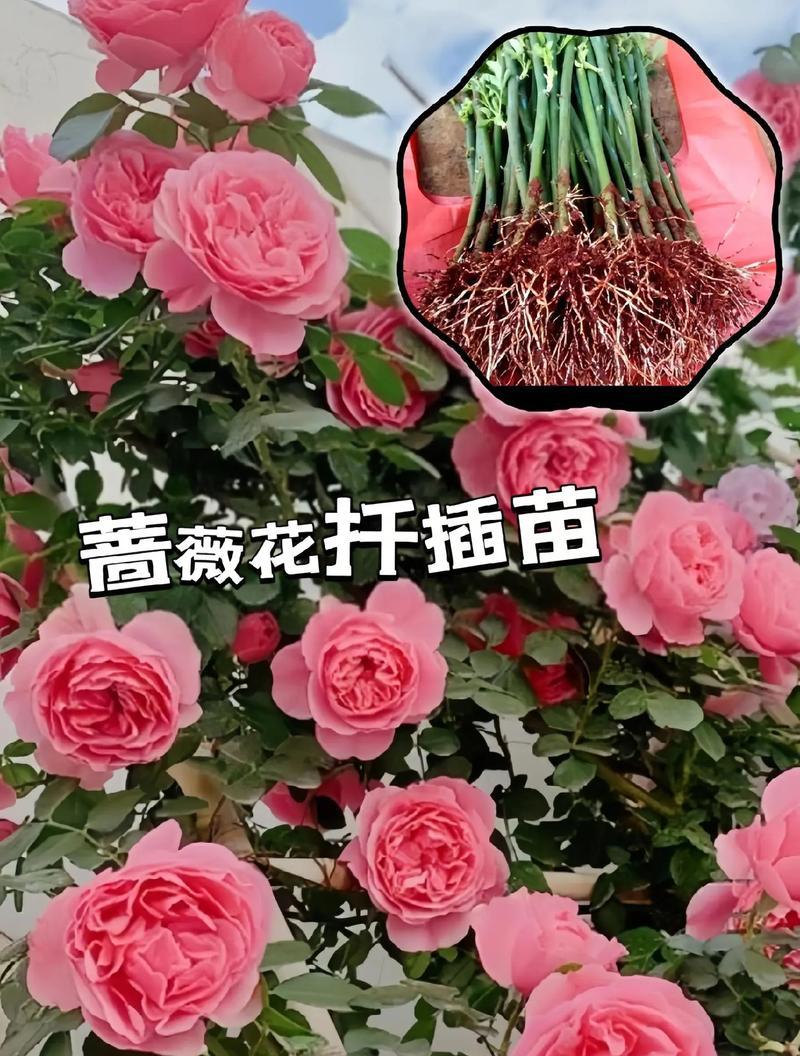 蔷薇花养护需要注意什么？如何让蔷薇花更好地开花？