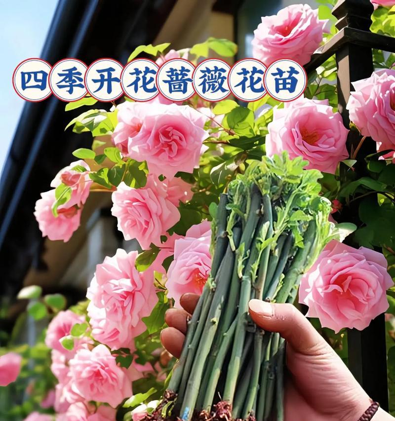 蔷薇花养护需要注意什么？如何让蔷薇花更好地开花？