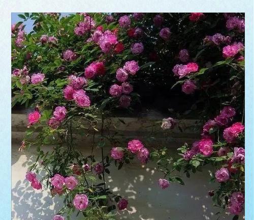 蔷薇花养护需要注意什么？如何让蔷薇花更好地开花？