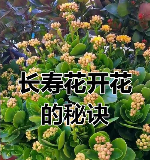 长寿花的“4喜3恶”是什么？如何避免这些坑，让它快速开花？