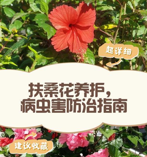 扶桑花如何养殖？需要注意哪些事项？
